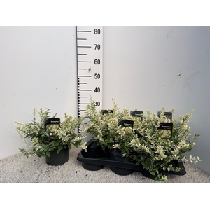 EUONYMUS FO HARLEQUI