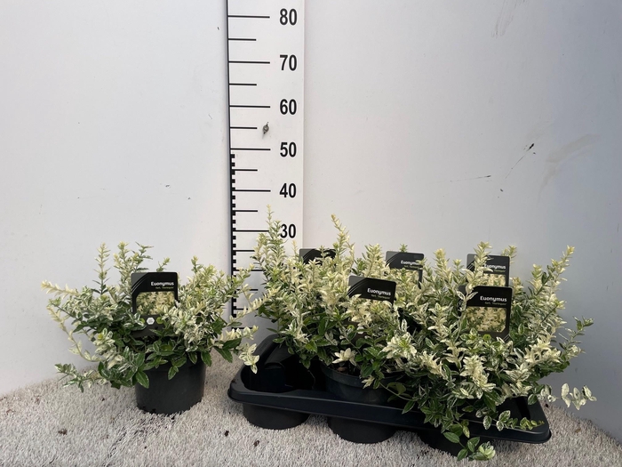 <h4>EUONYMUS FO HARLEQUI</h4>