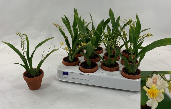 <h4>ONCIDIUM OV</h4>