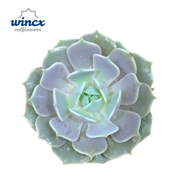 <h4>ECHEVERIA OV</h4>
