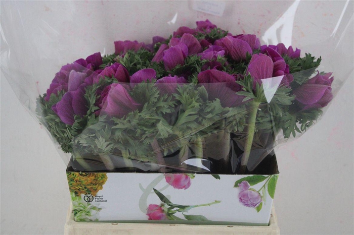 <h4>Anem Mistral Orchid</h4>