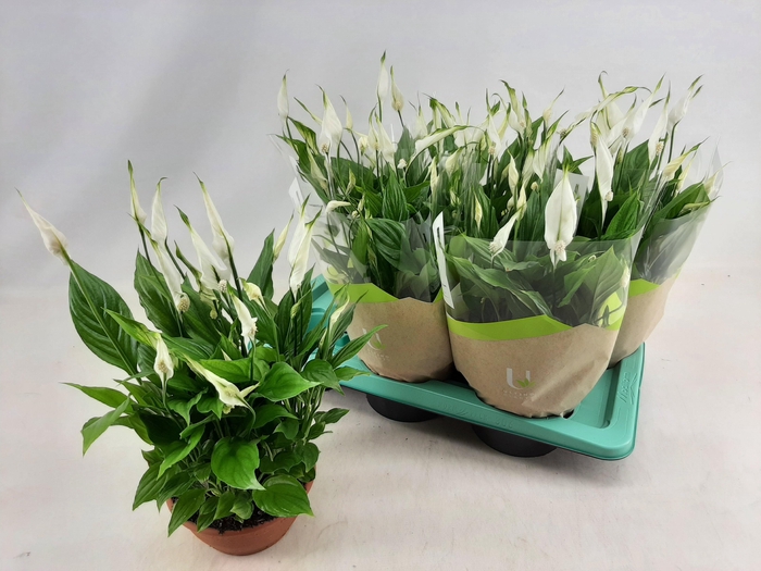 <h4>SPATH CHOPIN</h4>