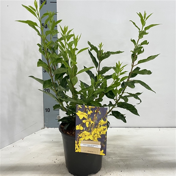 <h4>Forsythia intermedia 'Minigold'</h4>