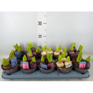 Hyacinthus orie.   ...mix 3