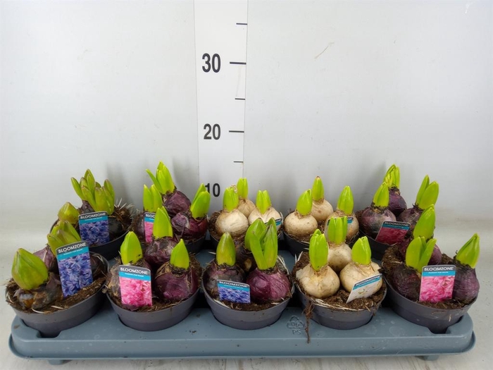 <h4>Hyacinthus orie.   ...mix 3</h4>