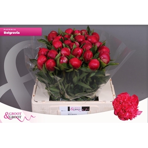 Paeonia Belgravia | XXL