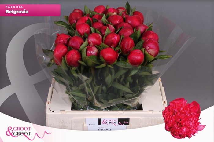 <h4>Paeonia Belgravia | XXL</h4>