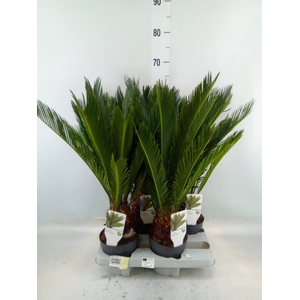 Cycas revoluta