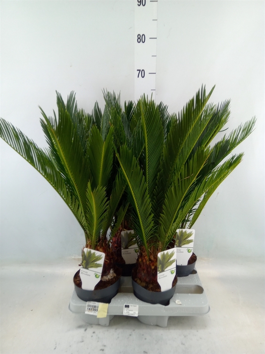 <h4>Cycas revoluta</h4>