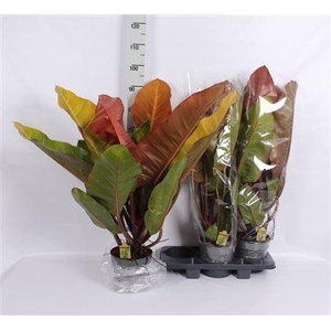 Phil Prince Of Orange 19cm