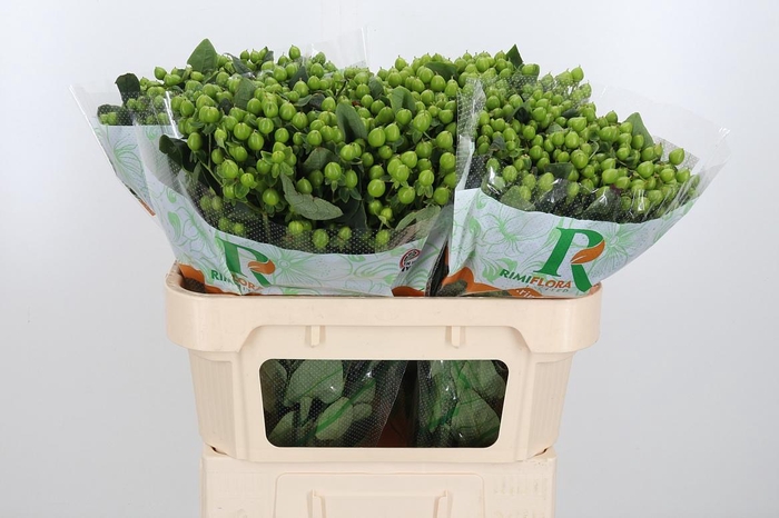 <h4>Hyp Mag Mirage</h4>