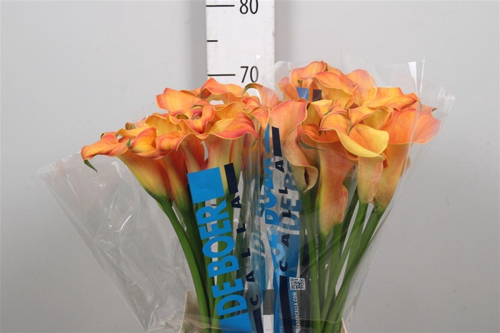 <h4>Zant Capt Odeon</h4>