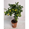 Citrus Calamondin Stem