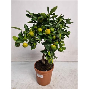 Citrus Calamondin Stem