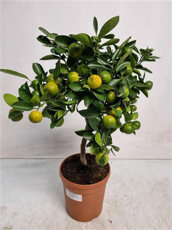 Citrus Calamondin Stem