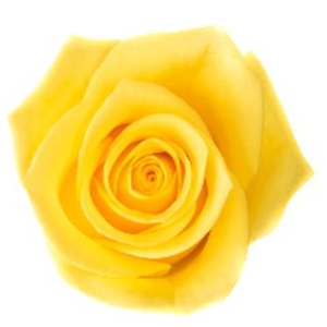 R Gr Momentum Yellow 50cm EC