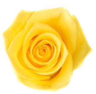 R Gr Momentum Yellow 50cm EC