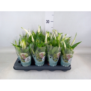 Spathiphyllum  'Pearl Cupido'