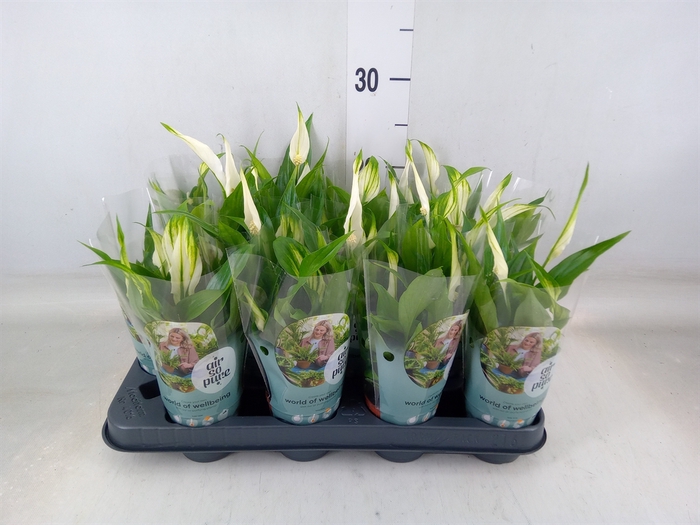 <h4>Spathiphyllum  'Pearl Cupido'</h4>