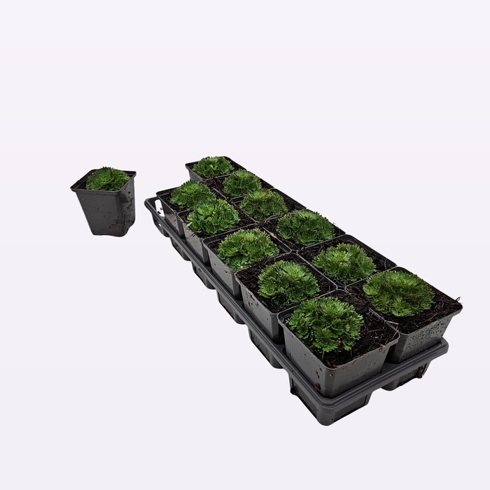 <h4>Saxifraga Arendsii 'Pixie'</h4>