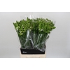 Ornithogalum Thyrsoides