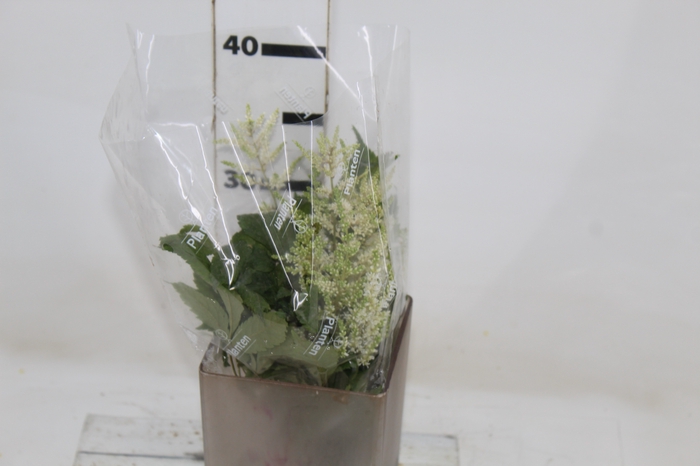 <h4>ASTILBE  BRANCO 030 CM</h4>