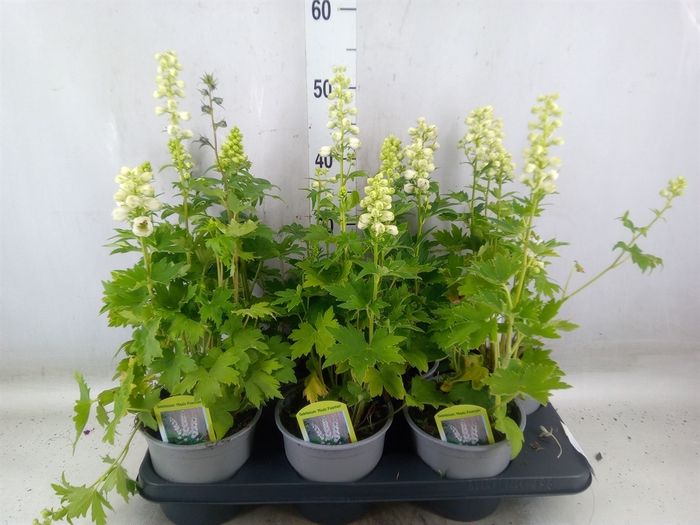 <h4>Delphinium   ...</h4>
