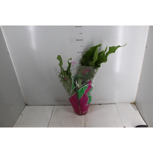 ASPLENIUM CROCODILO P19