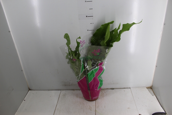 ASPLENIUM CROCODILO P19