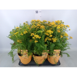 Achillea millef.