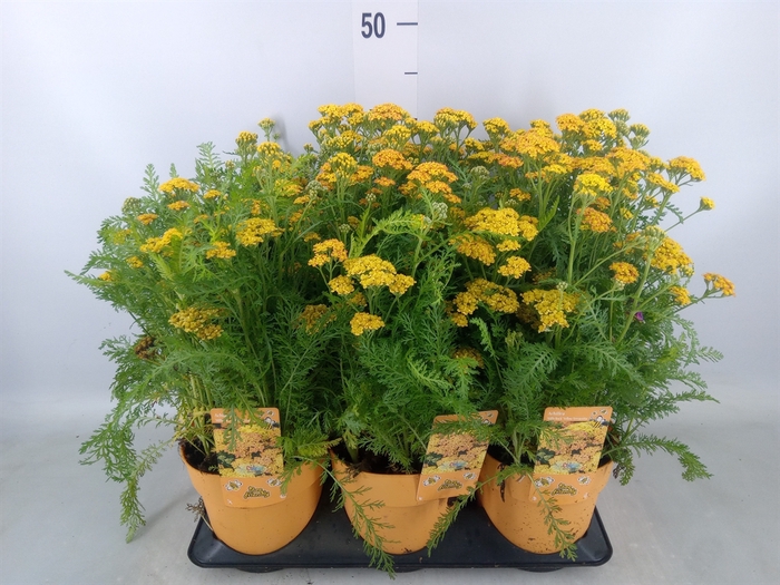 <h4>Achillea millef.</h4>