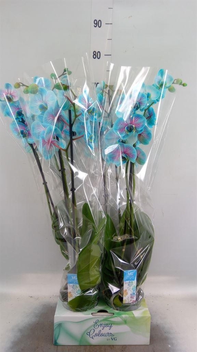 <h4>Phalaenopsis   ...</h4>