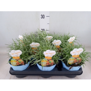 Helichrysum italicum