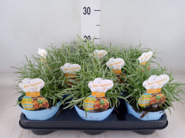 <h4>Helichrysum italicum</h4>