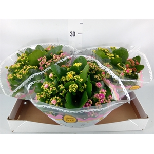 Kalanchoe blos.   ..rosebud mix/pot