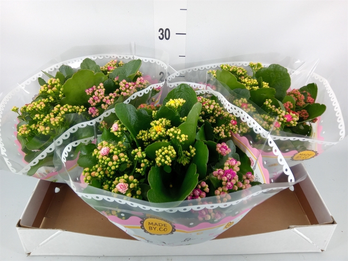 <h4>Kalanchoe blos.   ..rosebud mix/pot</h4>