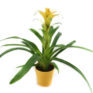 Guzmania Mirador in keramieke pot