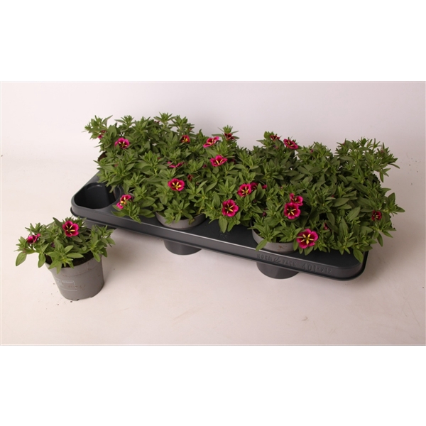 <h4>Calibrachoa Cabaret Good Night Kiss</h4>