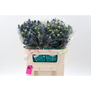 Eryn Supernova Qstar X30