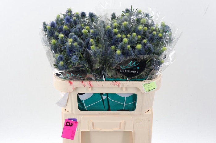 <h4>Eryn Supernova Qstar X30</h4>