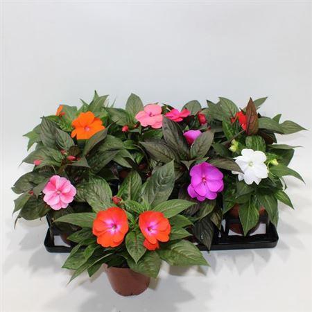 <h4>Impat Ng Gem</h4>