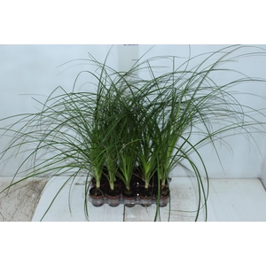 BEAUCARNEA RECURVATA P06