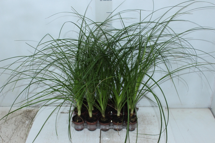 <h4>BEAUCARNEA RECURVATA P06</h4>