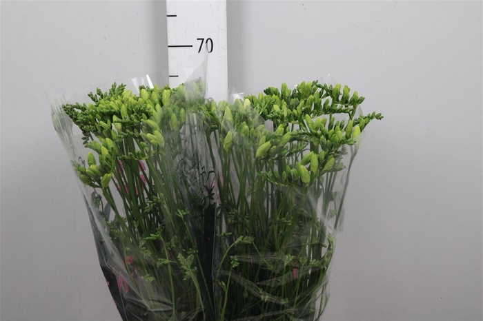 <h4>Fr En Ambiance</h4>