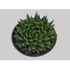 ALOE ARISTATA C18
