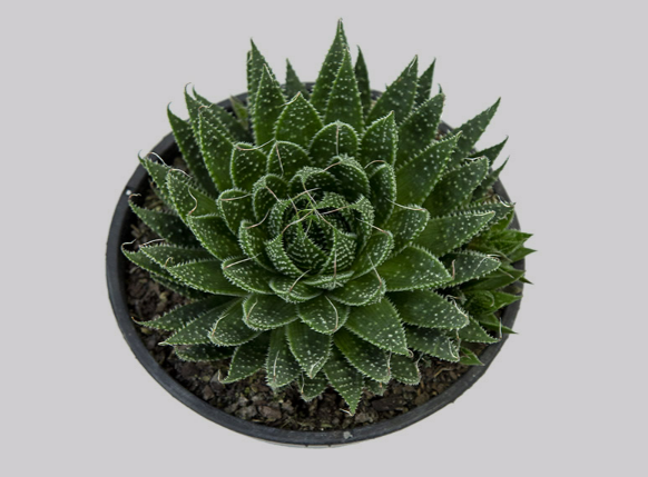 <h4>ALOE ARISTATA C18</h4>