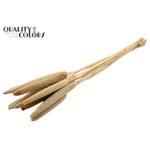 Babala on natural stem Natural