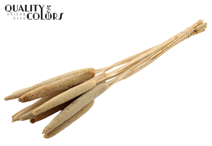 Babala on natural stem Natural