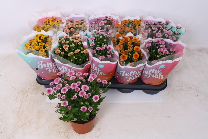 <h4>CHRYS JELLYFI GEM</h4>