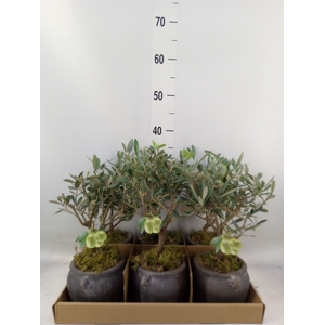 Arr.   Tuinplanten L%